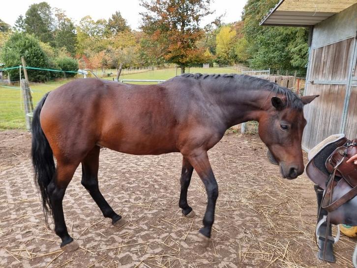 8-jarige New Forest D Pony met springpotentieel - projectje, Dieren en Toebehoren, Paarden, Merrie