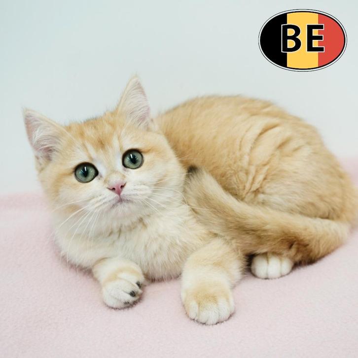British Shorthair Chinchilla Gold - femelle à vendre, Animaux & Accessoires, Chats & Chatons | Chats de race | Poil ras, Chatte ou Chat