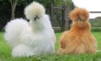 large gamme de poulets d'ornement domestiques 4+1 GRATUITS (, Femelle, Poule ou poulet