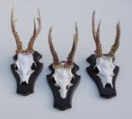 3 x groot Engels REE GEWEI met kaakdeeltjes - set J, Ophalen of Verzenden, Zo goed als nieuw, Hert, Gewei of Kop