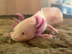 Axolotl "Lucky" zoekt nieuwe thuis, Amfibie, Met terrarium, 0 tot 2 jaar