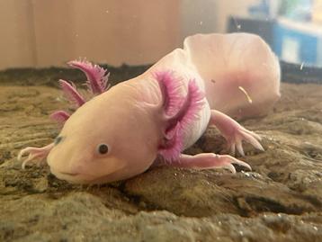 Axolotl "Lucky" zoekt nieuwe thuis - met volledige set beschikbaar voor biedingen