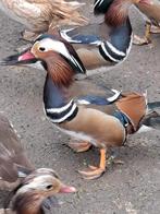 Siereenden 2025, Dieren en Toebehoren