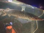 Gar alligator, Vis, Zoetwatervis