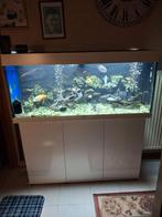 Aquarium, Dieren en Toebehoren, Ophalen