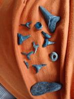 Haaientanden en andere fossielen, Ophalen of Verzenden