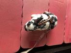 Twee kleine konijntjes te koop, Dieren en Toebehoren, Konijnen, Meerdere dieren, Dwerg, 0 tot 2 jaar