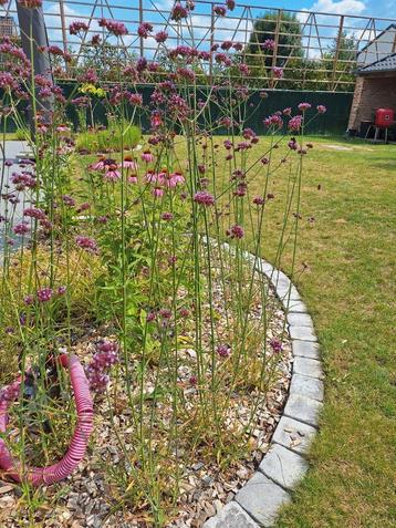 Verbena Bonariensis Lollipop beschikbaar voor biedingen