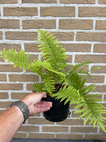 Matteuccia struthiopteris - bekervaren beschikbaar voor biedingen