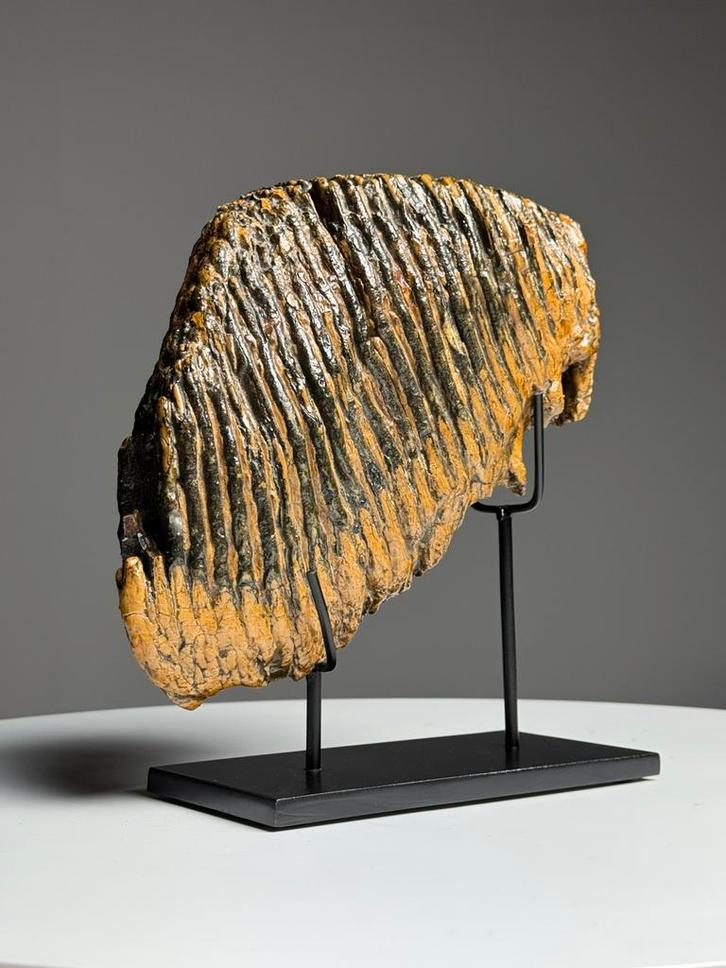 Mammoet tand op standaard, Verzamelen, Mineralen en Fossielen, Ophalen