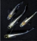 Mariage Kissing Wide-fin (Emerald-fin) Eitjes, Vis, Zoetwatervis