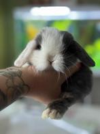 Minilop, Meerdere dieren, Klein, Hangoor, 0 tot 2 jaar