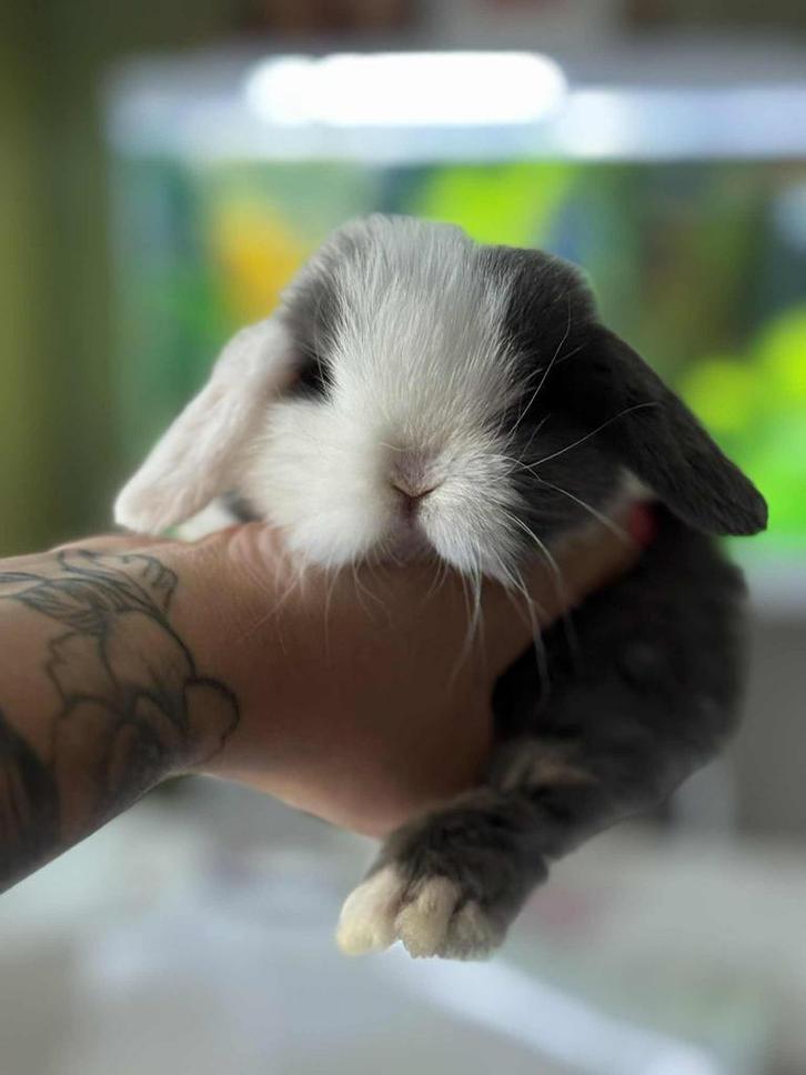 Minilop, Dieren en Toebehoren, Konijnen, Klein, Meerdere dieren, 0 tot 2 jaar, Hangoor