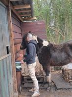 Je bent welkom, precies zoals je bent paard rij lessen, Ophalen of Verzenden, Nieuw, Recreatie