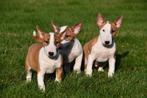 Bull Terriër pups te koop