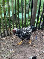 Groothoender Wyandotte haan, Dieren en Toebehoren