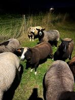 Zwartbles dekram, Dieren en Toebehoren, Schapen, Geiten en Varkens