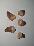 Groot lot Mosasaurus tanden 100st., Ophalen of Verzenden