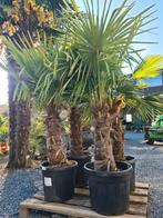 Palmboom Trachycarpus Fortune i- winterharde palmbomen, Halfschaduw, Ophalen, Palmboom