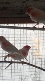 rood mozaïek kanaries 2025, Dieren en Toebehoren