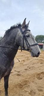 PRE hengst, Minder dan 160 cm, Gechipt, 3 tot 6 jaar, Recreatiepaard