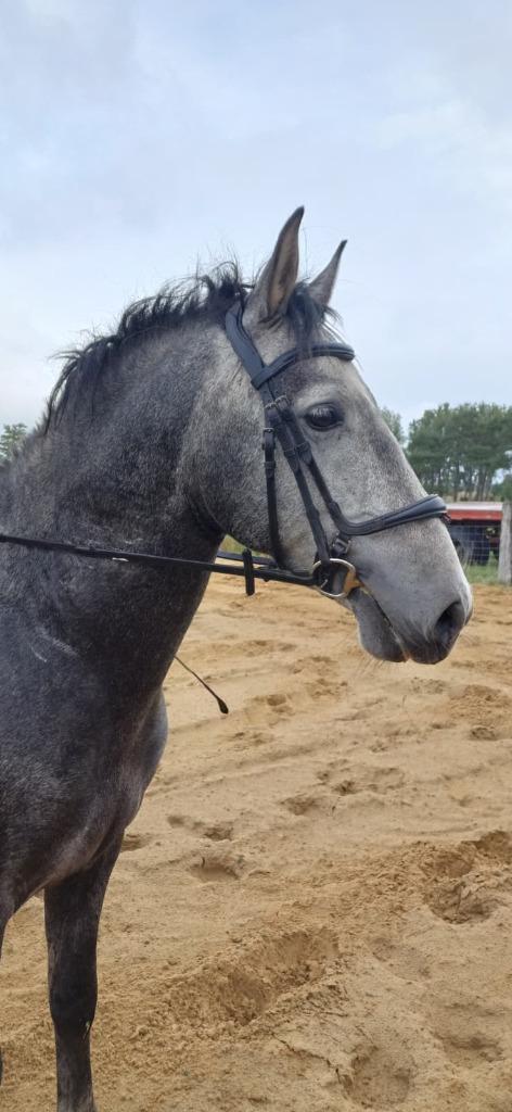 PRE hengst, Dieren en Toebehoren, Paarden, Hengst, Zadelmak, Minder dan 160 cm, 3 tot 6 jaar, Recreatiepaard, Met stamboom, Gechipt