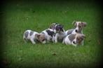 Jack Russell pups blauw lilac, Dieren en Toebehoren, Honden | Jack Russells en Terriërs, België, Jack Russell Terriër, CDV (hondenziekte)