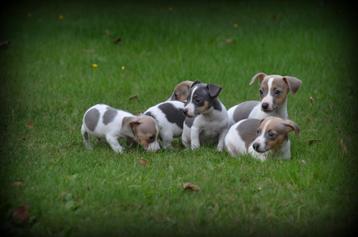 Jack Russell pups blauw lilac beschikbaar voor biedingen