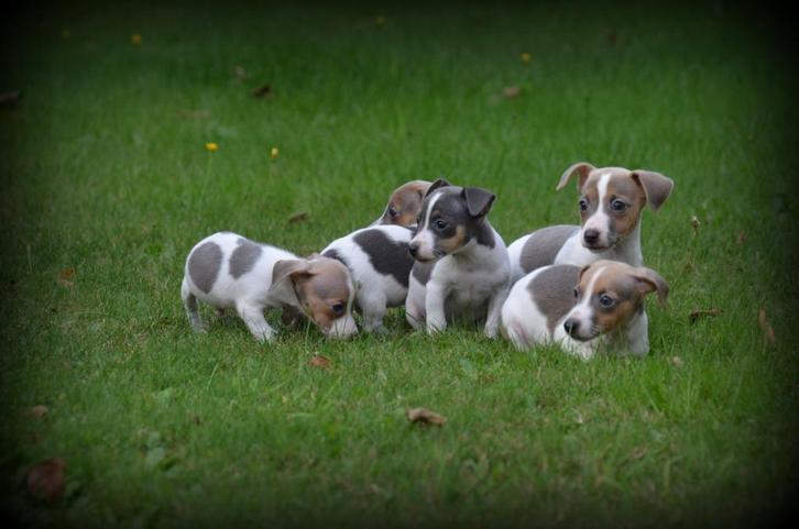 Jack Russell pups blauw lilac, Dieren en Toebehoren, Honden | Jack Russells en Terriërs, Meerdere dieren, Jack Russell Terriër