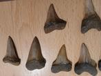 Haaientanden rumst, goede kwaliteit!, Ophalen of Verzenden