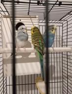 Grasparkieten met kooi, Dieren en Toebehoren