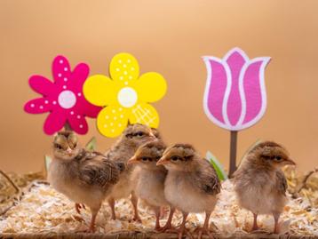 Welsumer baby kuikens hennetjes, gesekst en ingeënt, Dieren en Toebehoren, Vrouwelijk, Kip