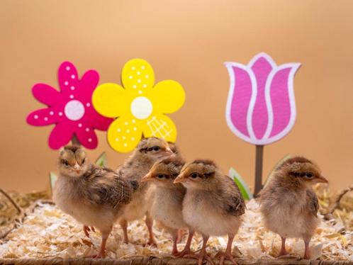 Welsumer baby kuikens hennetjes, gesekst en ingeënt, Dieren en Toebehoren, Pluimvee, Kip, Vrouwelijk