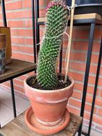 Cactus, Huis en Inrichting, Kamerplanten, Ophalen, Minder dan 100 cm, Bloeiende kamerplant, Volle zon