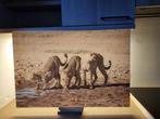 Foto op plexiglas, 3 jachtluipaarden, Ophalen
