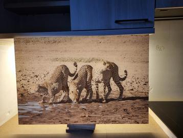 Foto op plexiglas, 3 jachtluipaarden beschikbaar voor biedingen