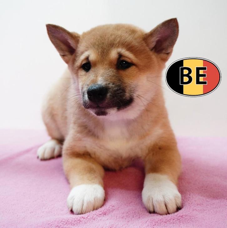 Shiba Inu – Loyaal en speels pups te koop, Dieren en Toebehoren, Honden | Poolhonden, Keeshonden en Oertypen, Meerdere dieren