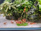 Caridina Crystal Red Garnalen, Dieren en Toebehoren