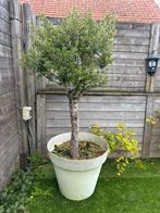 Olijfboom, Tuin en Terras, Ophalen, Olijfboom
