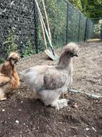 Zijdehoen haantje te koop., Dieren en Toebehoren, Pluimvee