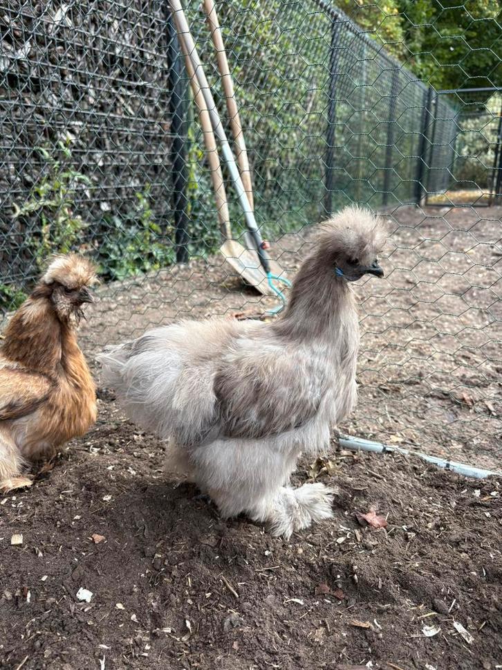 Zijdehoen haantje te koop., Dieren en Toebehoren, Pluimvee