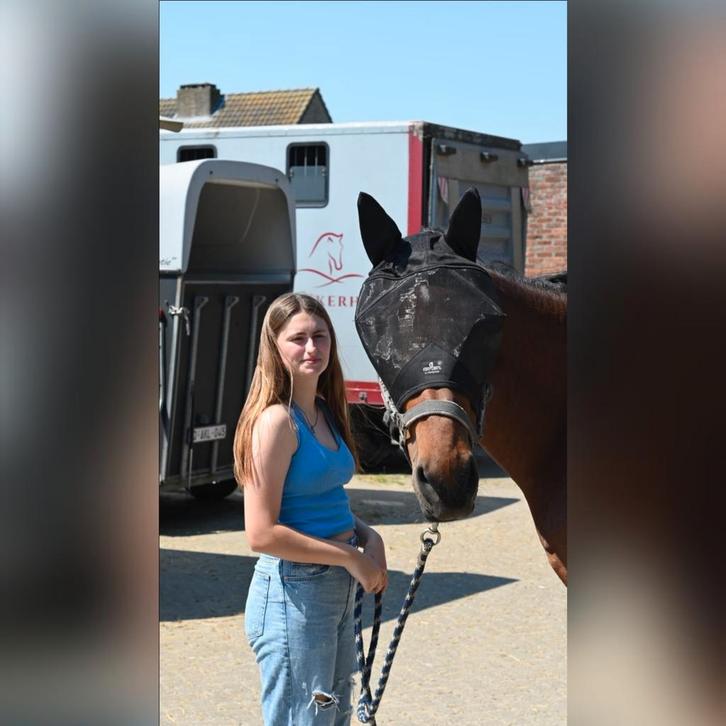 Leasepaard/ volle stal gezocht, Animaux & Accessoires, Chevaux, Plusieurs animaux