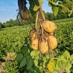 Vroege aardappelen Amora, Zakelijke goederen, Ophalen of Verzenden