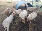 Prachtige schapen rouge de l'Ouest