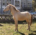 Lusitano pearl merrie, Dieren en Toebehoren, Paarden, Merrie