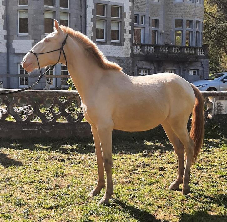 Lusitano pearl merrie, Dieren en Toebehoren, Paarden, Merrie
