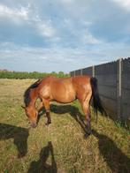 17 jarige fokmerrie te koop, Dieren en Toebehoren, Paarden, Merrie, Springpaard, Gechipt, Onbeleerd