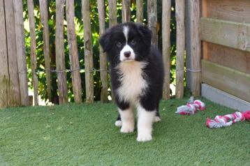 Beaux chiots bergers australiens (chiots australiens) disponible aux enchères