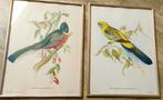 2 prints met vogels, Ophalen of Verzenden, Gebruikt, Dier