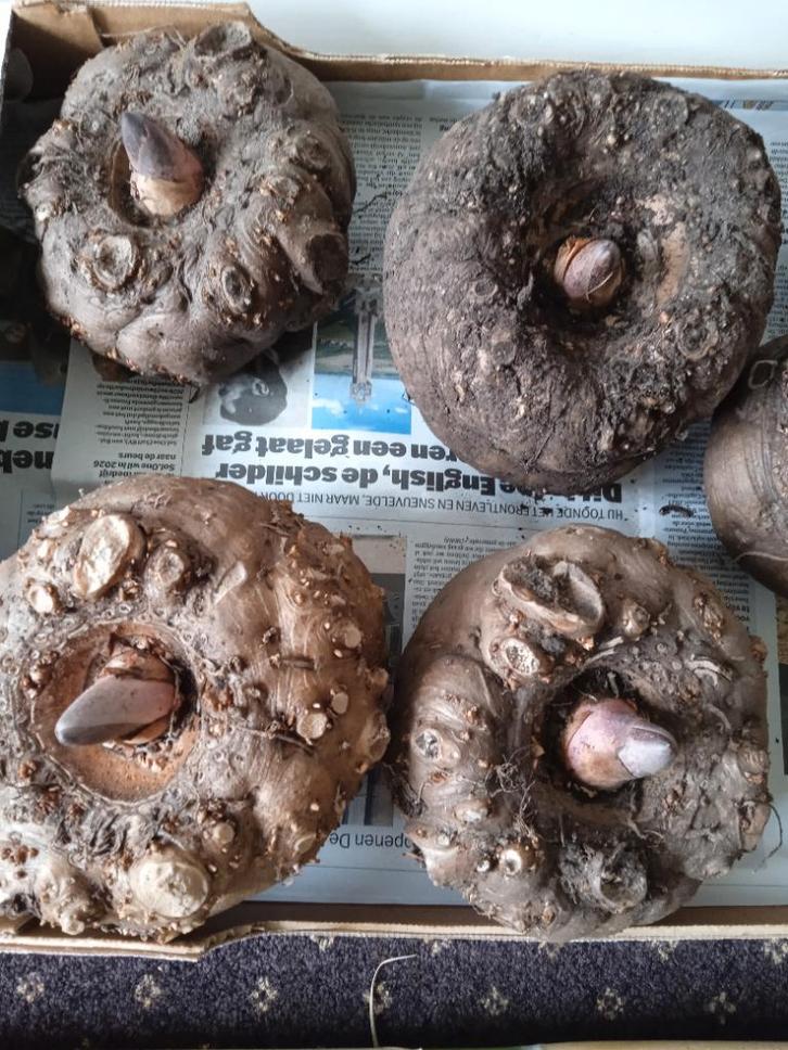 Amorphophallus konjac, voodoolelie, slangenpalm - knollen, Tuin en Terras, Planten | Tuinplanten, Overige soorten, Halfschaduw